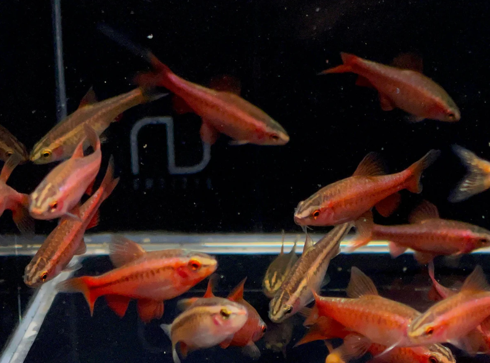 Cherry Barb – Puntius titteya