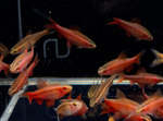 Cherry Barb – Puntius titteya