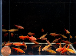 Cherry Barb – Puntius titteya