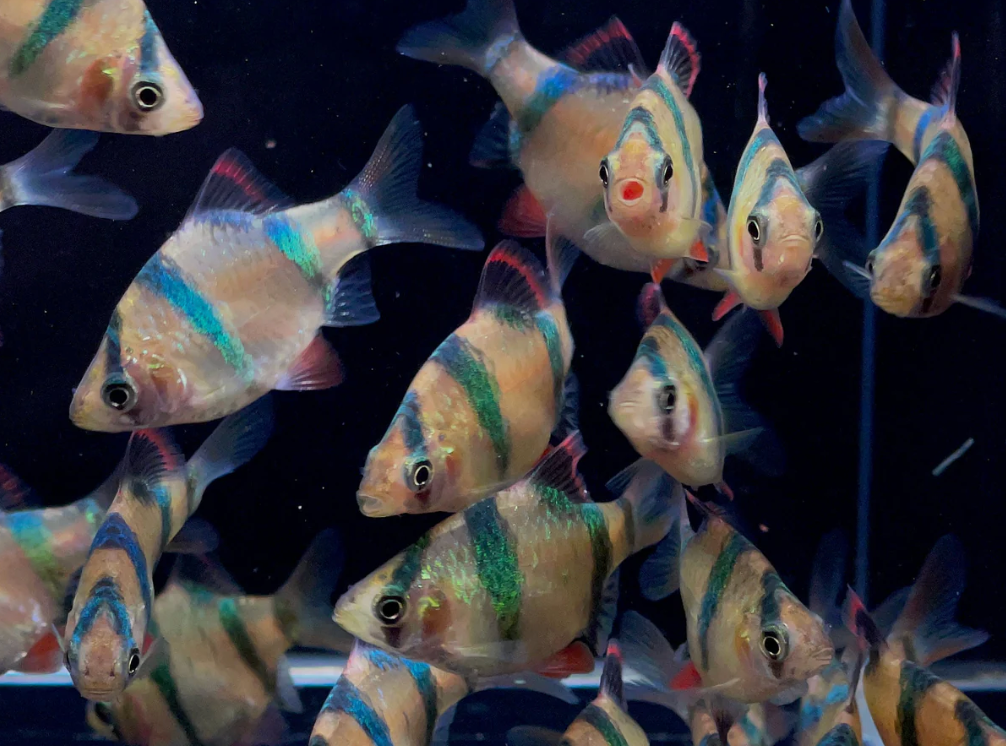 Tiger Barb – Puntigrus tetrazona