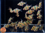 Tiger Barb – Puntigrus tetrazona