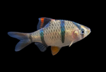 Tiger Barb – Puntigrus tetrazona