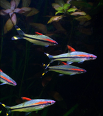 Roseline Shark / Denisonii Barb – Sahyadria denisonii