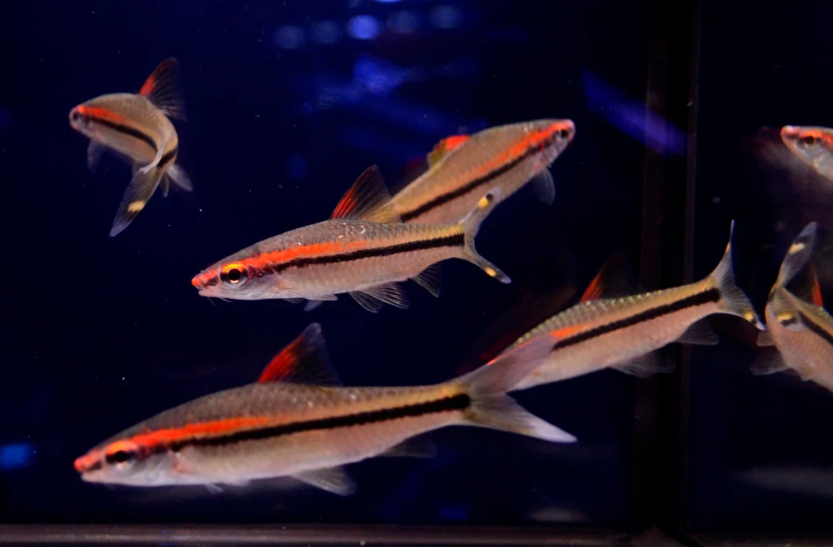 Roseline Shark / Denisonii Barb – Sahyadria denisonii