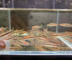 Roseline Shark / Denisonii Barb – Sahyadria denisonii