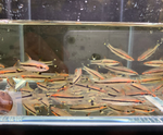 Roseline Shark / Denisonii Barb – Sahyadria denisonii