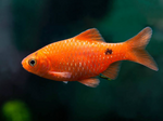 Rosy Barb – Pethia conchonius