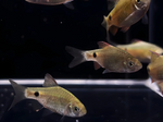 Rosy Barb – Pethia conchonius