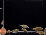 Rosy Barb – Pethia conchonius
