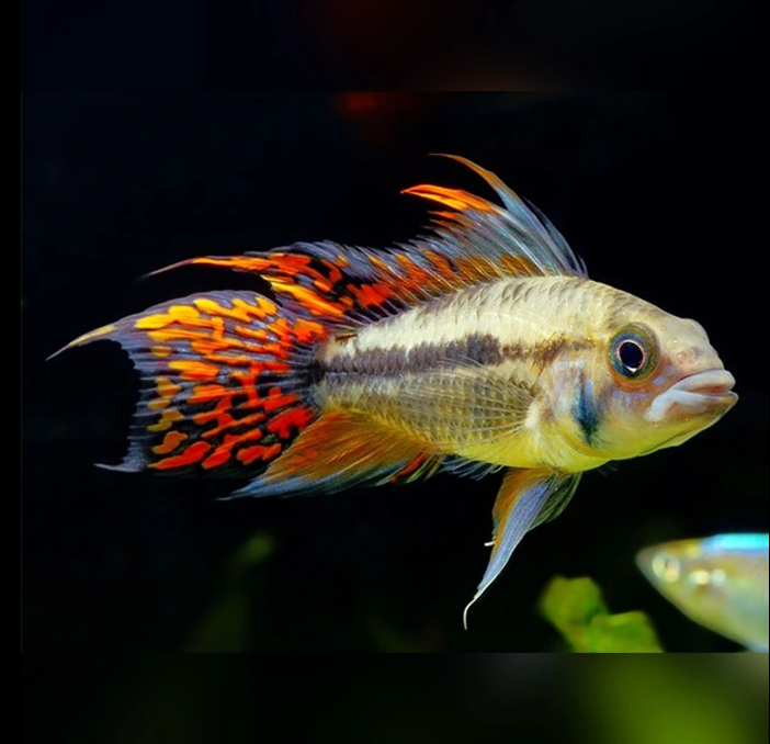 Apistogramma cacatuoides - Double Red