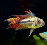 Apistogramma cacatuoides - Double Red