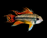 Apistogramma cacatuoides - Double Red