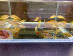 Apistogramma cacatuoides - Double Red