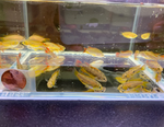 Apistogramma cacatuoides - Double Red