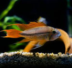Apistogramma cacatuoides – Orange