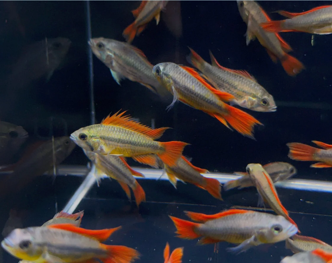 Apistogramma cacatuoides – Orange