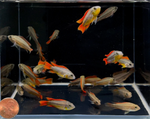 Apistogramma cacatuoides – Orange