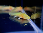 Assorted Hybrid Albino & Gold Axolotl