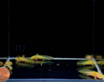 Assorted Hybrid Albino & Gold Axolotl
