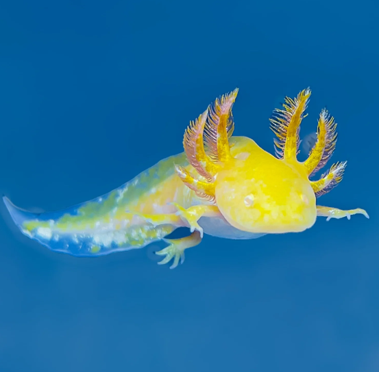 Assorted Hybrid Albino & Gold Axolotl