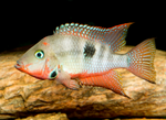 Firemouth Cichlid
