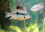 Firemouth Cichlid