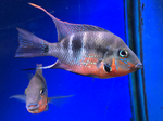Firemouth Cichlid