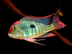 Red Head Tapajos