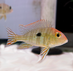 Red Head Tapajos
