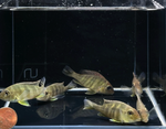 Red Head Tapajos