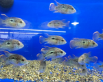Green Terror Cichlid