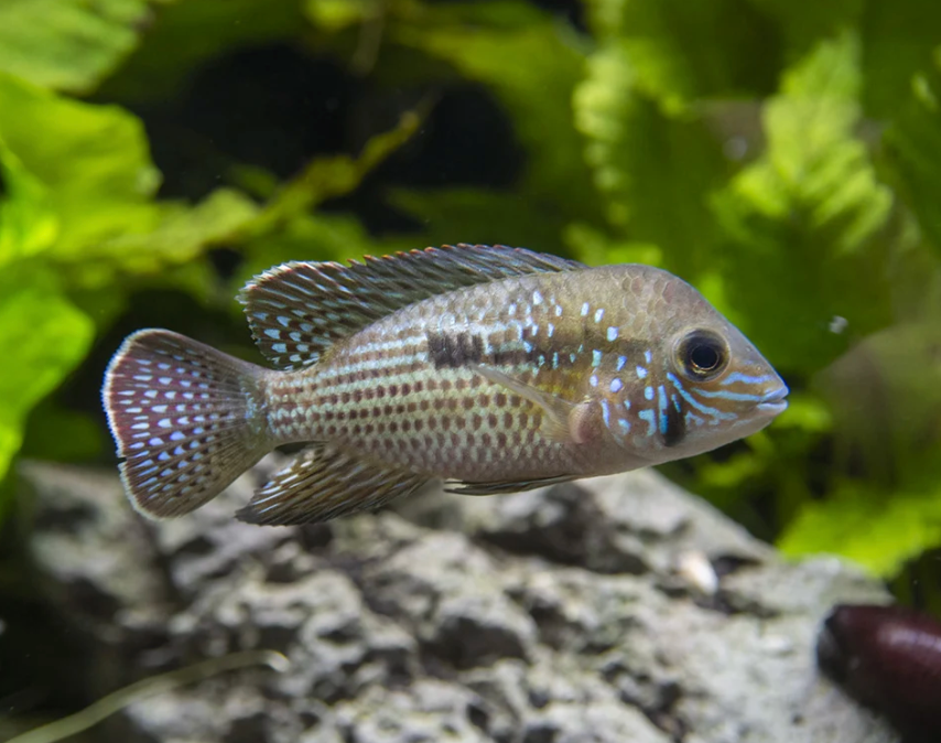Green Terror Cichlid