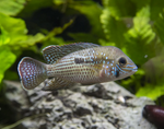 Green Terror Cichlid