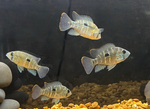 Green Terror Cichlid