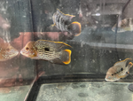 Green Terror Cichlid