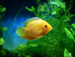 Gold Severum Cichlid