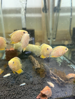 Gold Severum Cichlid