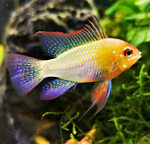 Gold Ram
