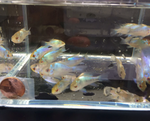 Electric Blue Ram