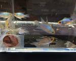 Electric Blue Ram