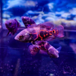 Red Tiger Oscar