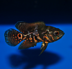 Red Tiger Oscar