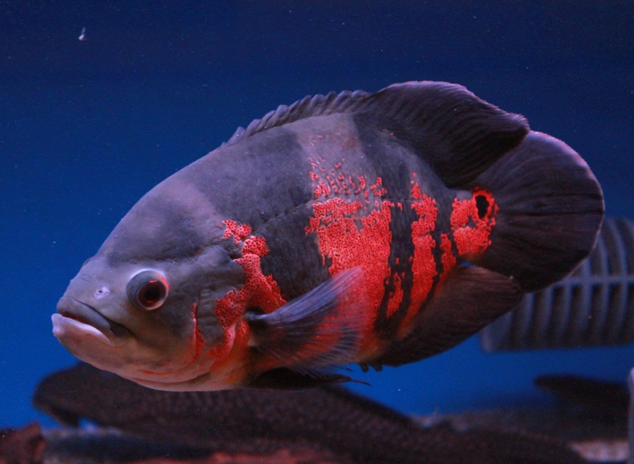 Red Tiger Oscar