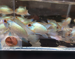 Electric Blue Acara