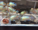 Electric Blue Acara