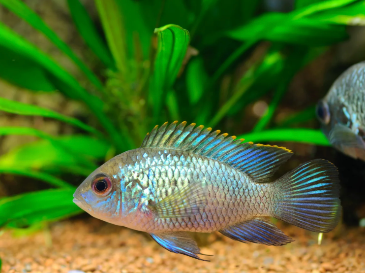 Electric Blue Acara
