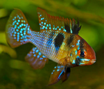 German Blue Ram