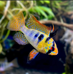 German Blue Ram