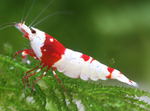 Red Crystal Shrimp — Grade S