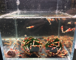 Red Crystal Shrimp — Grade S
